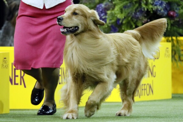 Akc dog outlet intelligence ranking